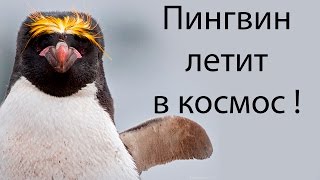 Пингвин летит в космос ! ( Learn to Fly 3 )