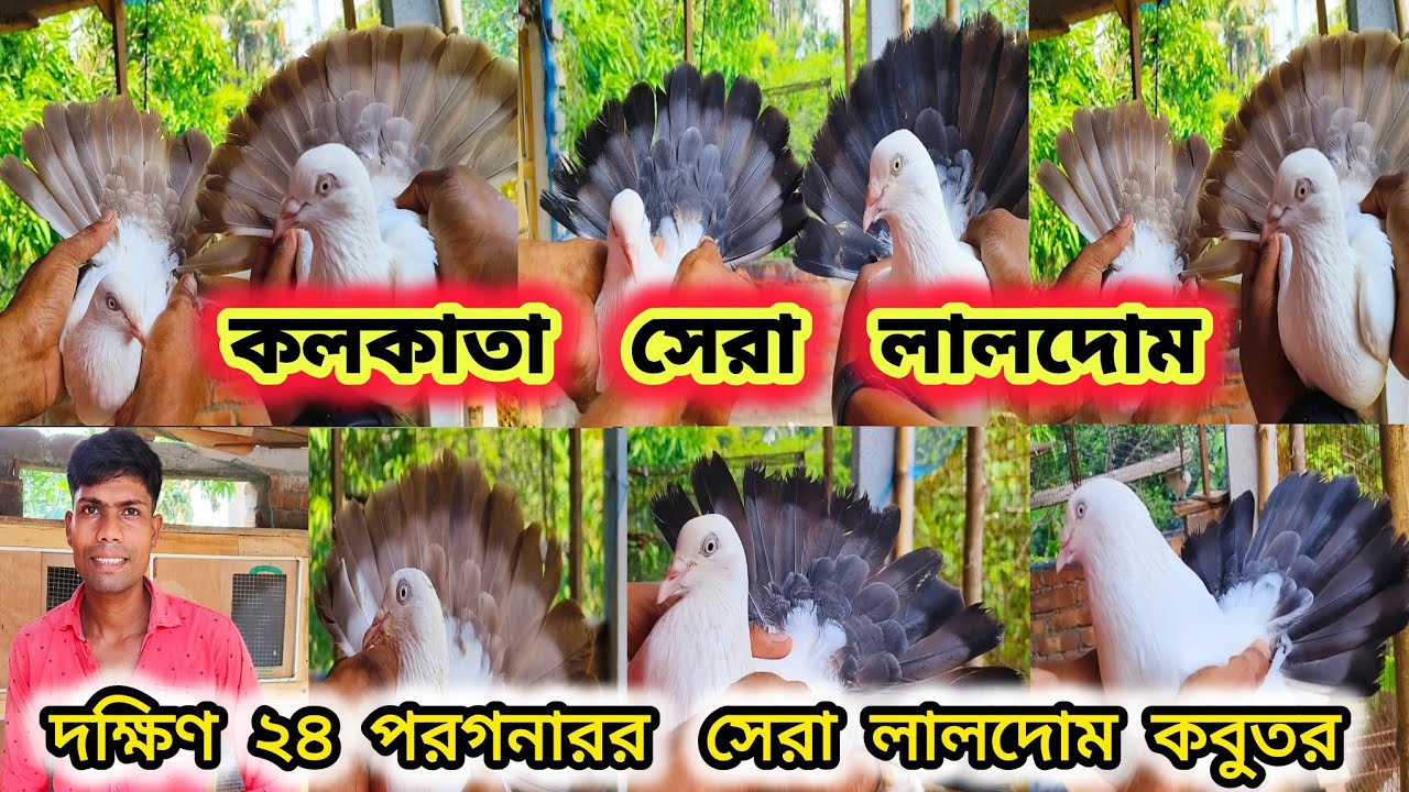 কলকাতা সেরা লালদোম। BIGEST KALDOM AND LALDOM KABUTOR AT SOUTH 24 PGS।