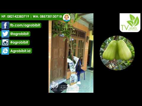 Pengiriman Bibit Jambu