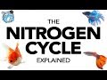 What is the Nitrogen Cycle (and How Does it Work)? | BigAlsPets.com