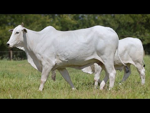 LOTE 199 - CSCF 6321