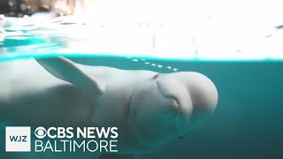 Beluga whale at Shedd Aquarium becomes first in the world to recover from general anesthesia after s