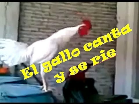 El gallo canta y suelta la risa a carcajada!!