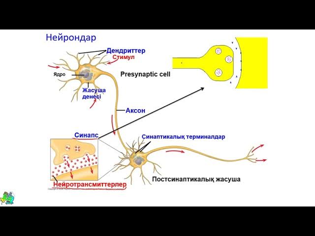Белдіктегі порно м f