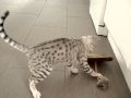 Ocicat Price Uk Ocicat Price Uk