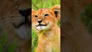 The Hidden Life Of Lion Cubs Exposed