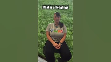 What to do when you find a fledgling bird #birds