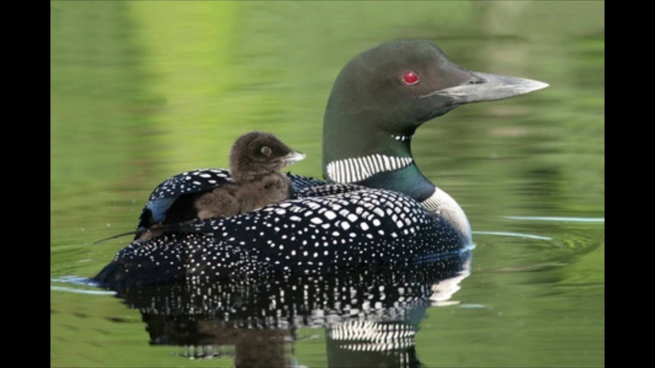 Amazing Woodstock, Maine House for Sale YouTube