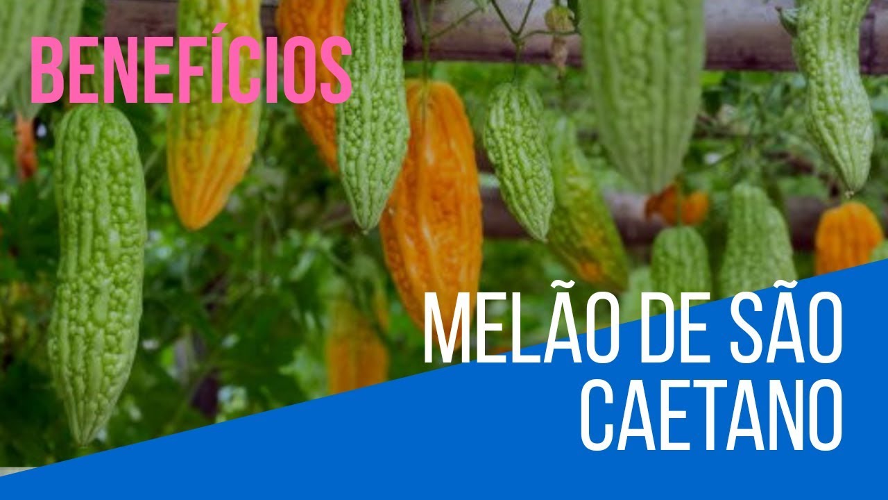 Beneficios Do Melão De São Caetano Para Diabetes