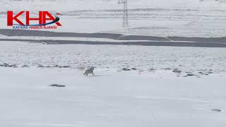 Aç kurtlar köy içlerine kadar indi