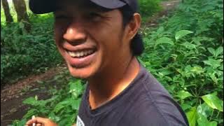 MITOS CUCAK IJO SEMERU