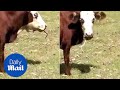 Confused owner finds clueless cow eating a SNAKE - Daily Mail