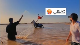 يوميات الاسطبل سباحه مع الخيل 🌊😂🐎