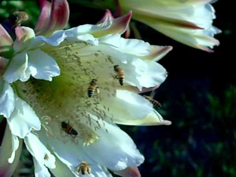 Natures Honey Bee Feeding Frenzy by Jeffery A. Kru...