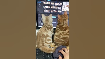 The cute appearance of brothers chasing the mouse cursor side by side. #shorts