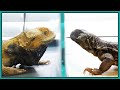 Disabled Bearded Dragon Meets & Reacts to Other Reptiles