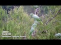 Parrots in tambopataloros en tambopata