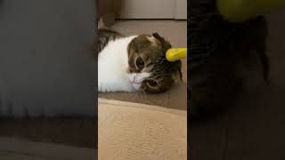 🐈いつも猫じゃらしを見失ってしまう猫w #shorts