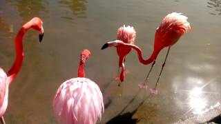 One Crazy Flamingo Keeps Trying To Fight His Buddies While A Little Duck Steals There Food