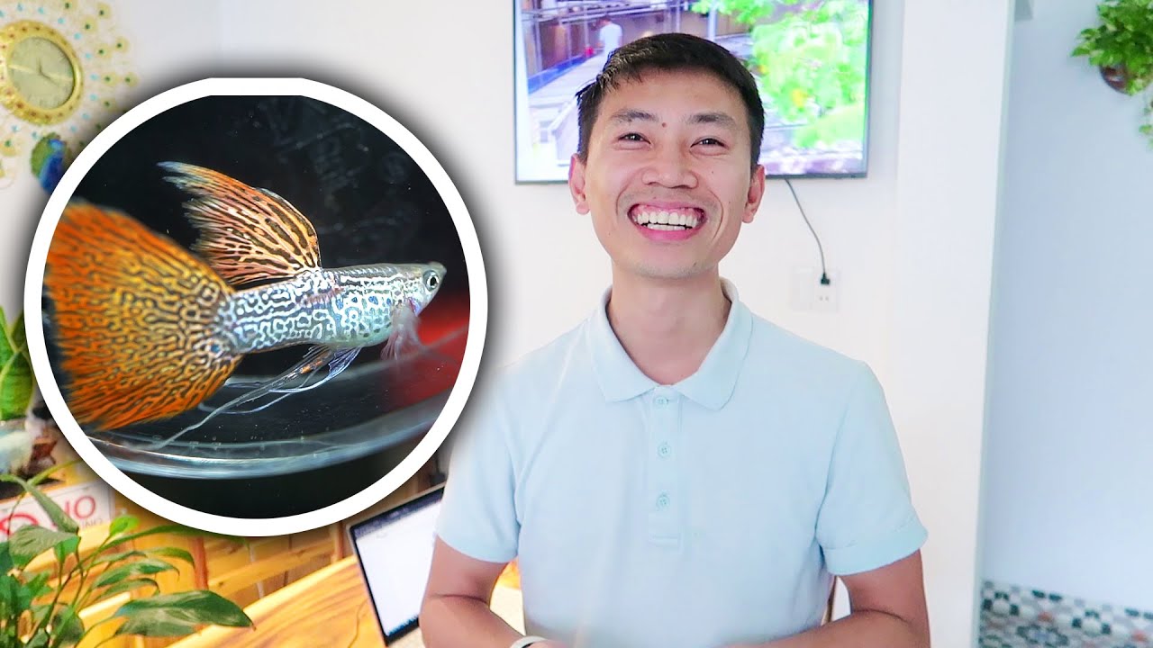bán cá cảnh đà nẵng  2022 Update  Chủ khách sạn hiện đại ở Đà Nẵng thích nuôi cá 7 màu