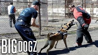 Training The World’s Toughest Police Dogs | BIG DOGZ