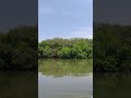Mangrove forest boat ride#travel#nature#mangroveforests#subscribe#shorts#peace#bestvideos