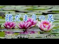 【カラオケ】陽だまりの花/塩野華織(カバー by Rumiko Kuwabara)