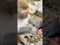 MONKEY NE MOBILE CHLA RHA HAI😲 #funny #shorts #trendingshorts #monkey #viralshorts