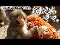 【パンチくん🐵】オランママからの卒業?!一生懸命な背中に勇気をもらうよ!