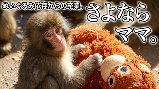 Peluş Annesine Veda Eden Maymun Punchın Duygusal Büyüme Hikayesi