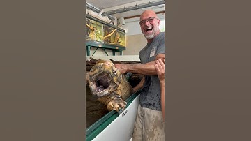 Oscar is the meanest Alligator Snapping Turtle! #Alligatorsnappingturtle #snappingturtle #shorts