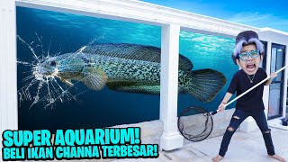 PERMINTAAN KALIAN! BELI IKAN CHANNA SUPER BESAR MASUKIN KE AQUARIUM, DIA NGAMOK KACA HAMPIR PECAH!!!