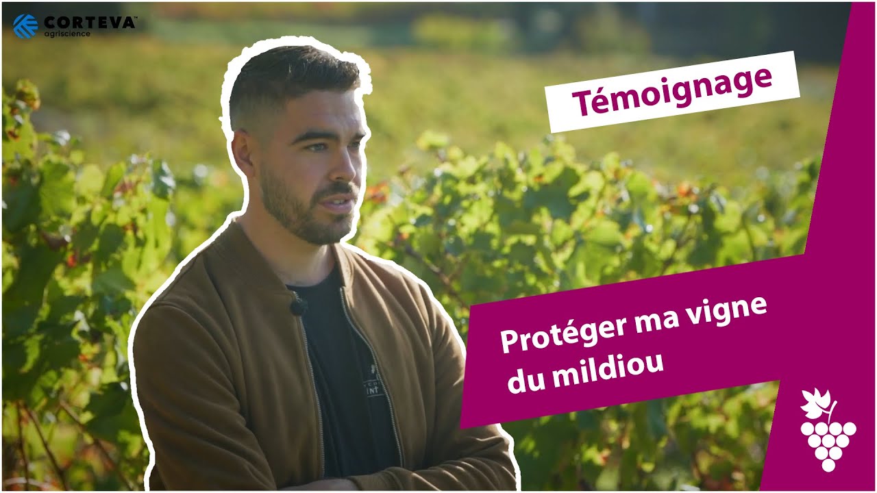 Comment protéger ma vigne contre le mildiou ?