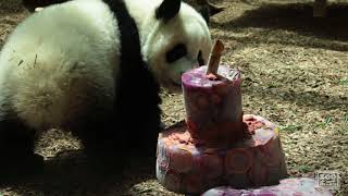 Panda Cubs 2016: 1st Birthday