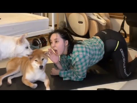 자리를 지키겠다 어흥! [시베리안허스키(Siberian husky,シベリアンハスキー), 시바견(Shibainu,柴犬), 믹스견백설]