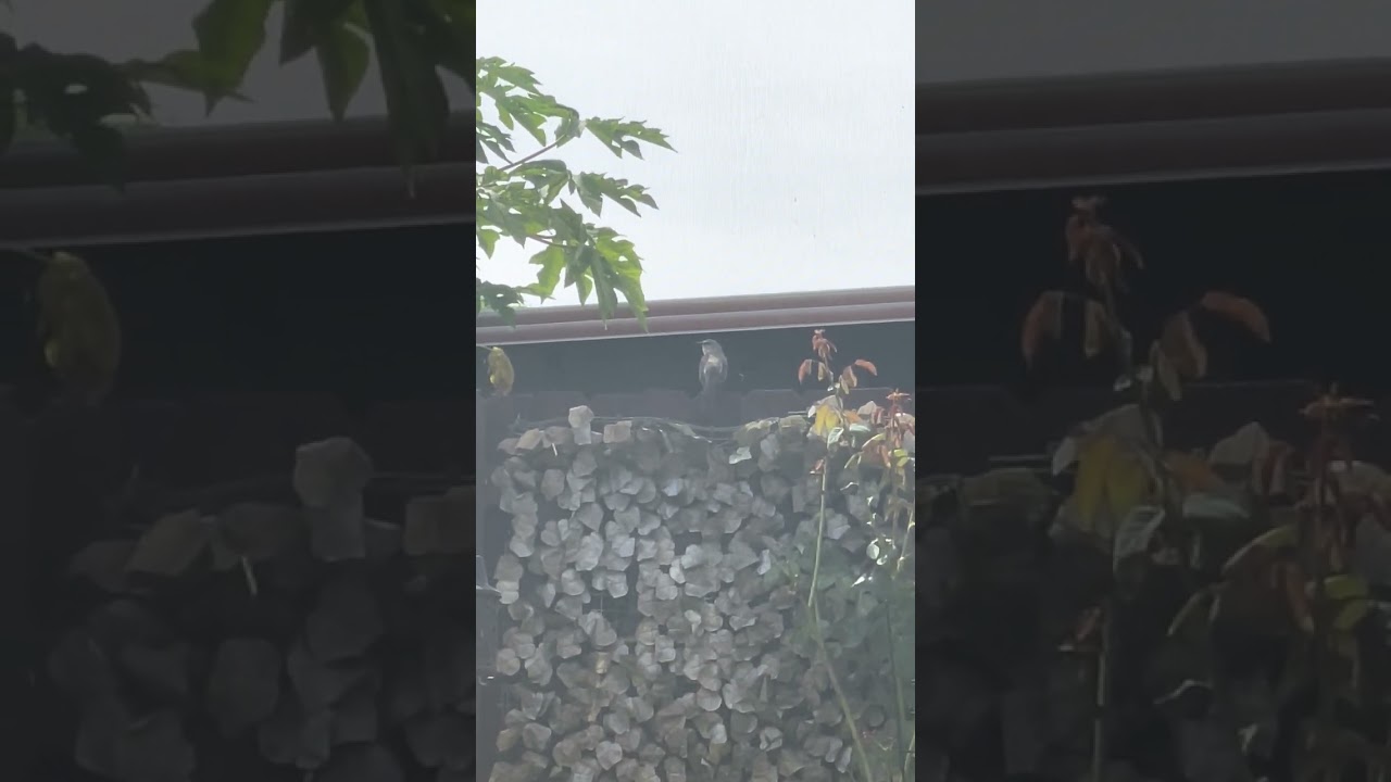 La Canción del Centzontle