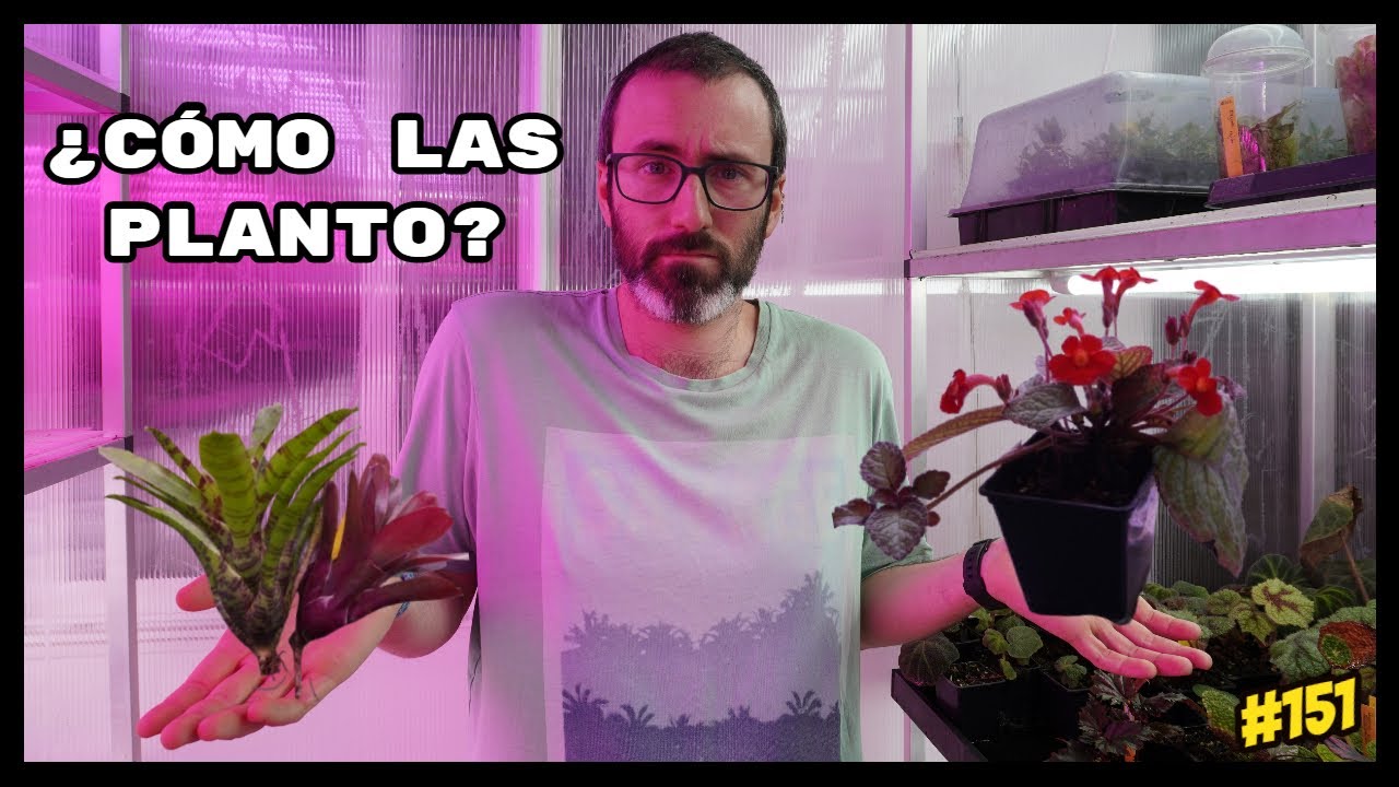 Tipos de PLANTAS PARA TERRARIO : cómo usarlas para un decorado tropical🌿| KANAKY VLOG #151