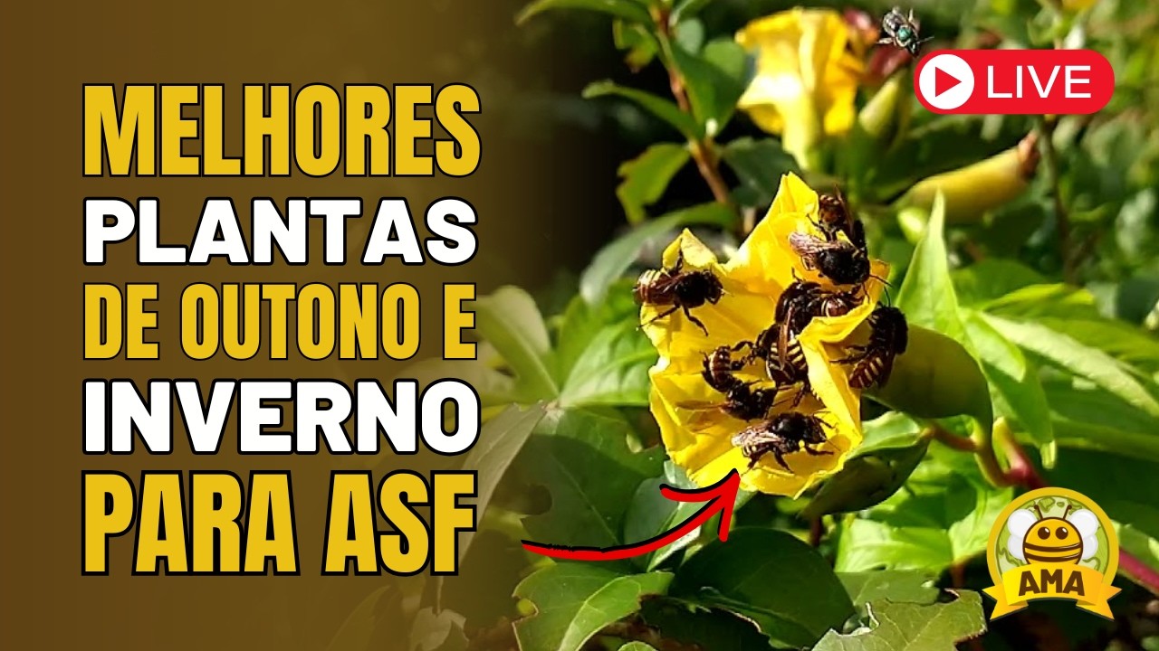 MELHORES PLANTAS de Outono/Inverno para TURBINAR as Abelhas sem Ferrão.
