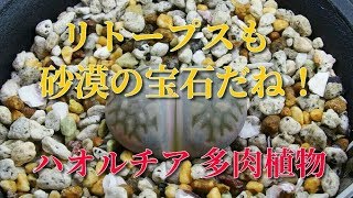 リトープスも砂漠の宝石だね！ハオルチア 多肉植物 Haworthia Succulent plants lithops