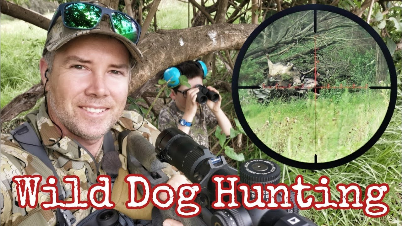 Predator Hunting Wild Dogs in Australia YouTube