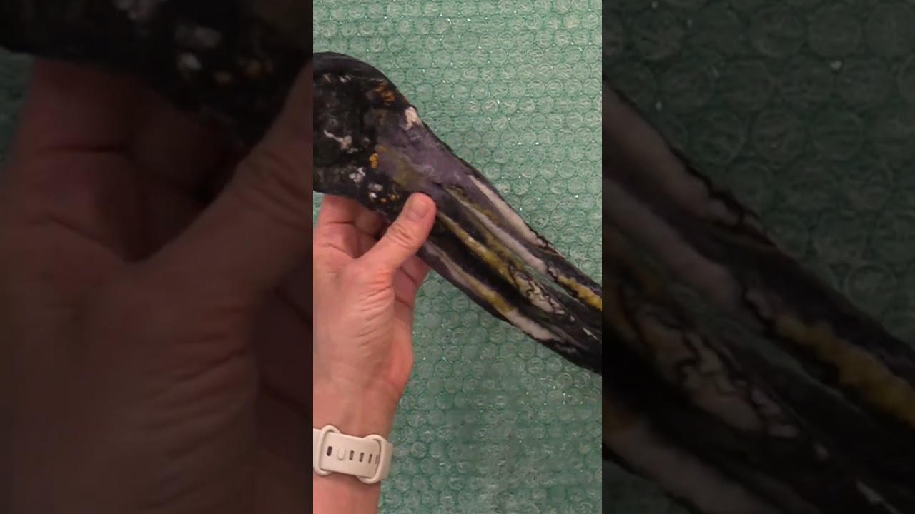 Wet Felting an Octopus - Designed by BFF Helen Russell! #livingfelt