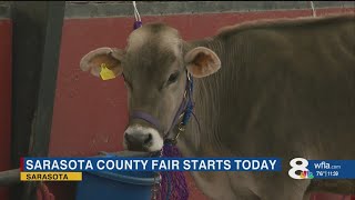 4-H youth preparing for livestock shows as Sarasota County Fair kicks off