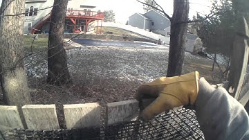 Squirrels in Comstock Swing Panel Live Cage Traps