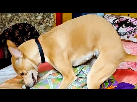 Shocking reason behind this viral dance 🐶 ❤️ 😱 #dogvideo #viral #doglover