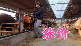 Jiangnan has good news for two days on a business trip. The price of fat cattle continues to rise
