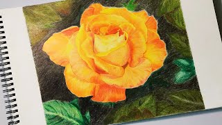 Rose Flower Drawing | How To Draw a Rose Flower | Realistic Flower Drawing With Colored Pencils