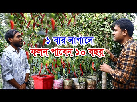 ভিডিও: একটি সাদা পাইন গাছ কত লম্বা?