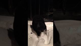 Teddy Bear Shoveling Snow