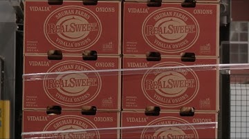 From Field to Fame: The Story Behind Georgia’s Iconic Vidalia Onions | Shuman Farms Spotlight