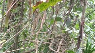 cara mikat burung cucak kopi di hutan belantara